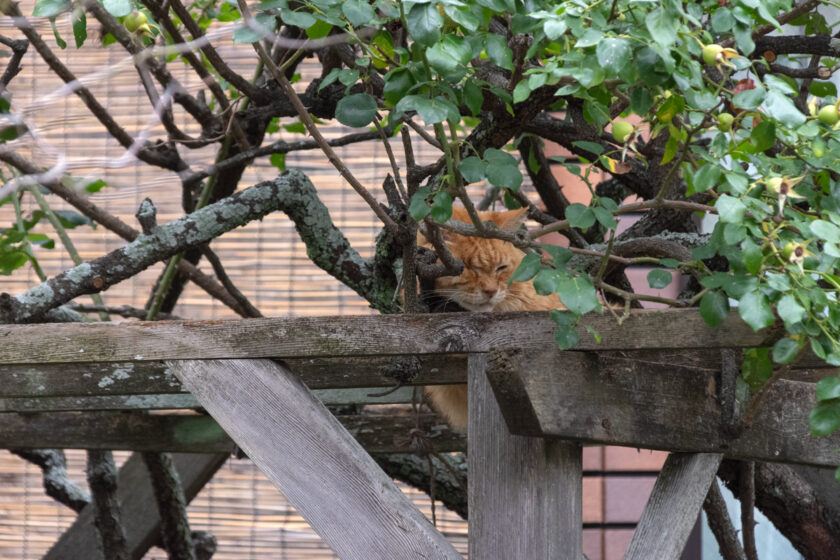 川崎市の猫