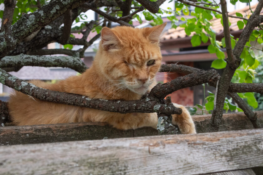 川崎市の猫