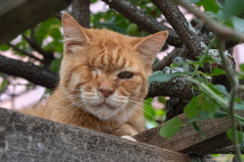 川崎市の猫