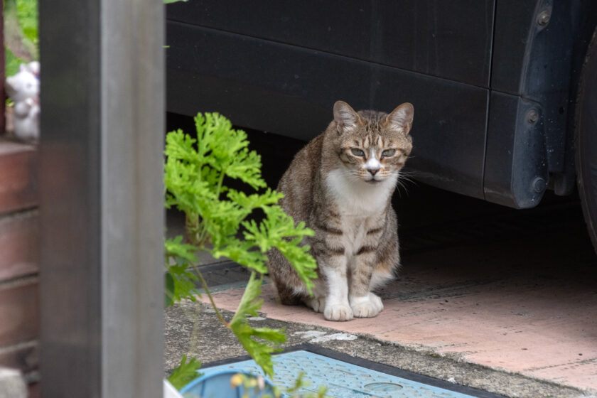 川崎市の猫