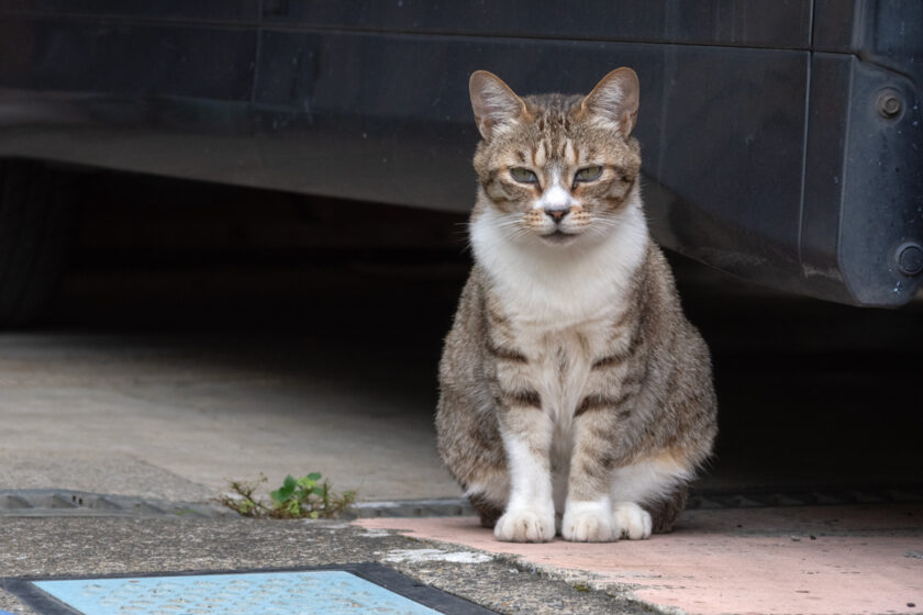 川崎市の猫