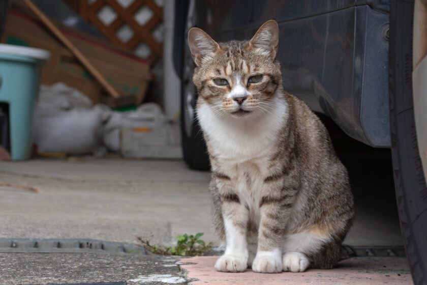 川崎市の猫