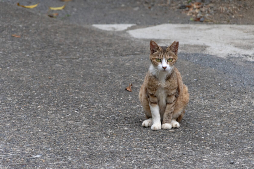 川崎市の猫