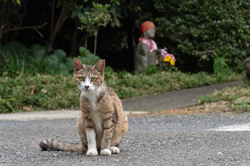 川崎市の猫