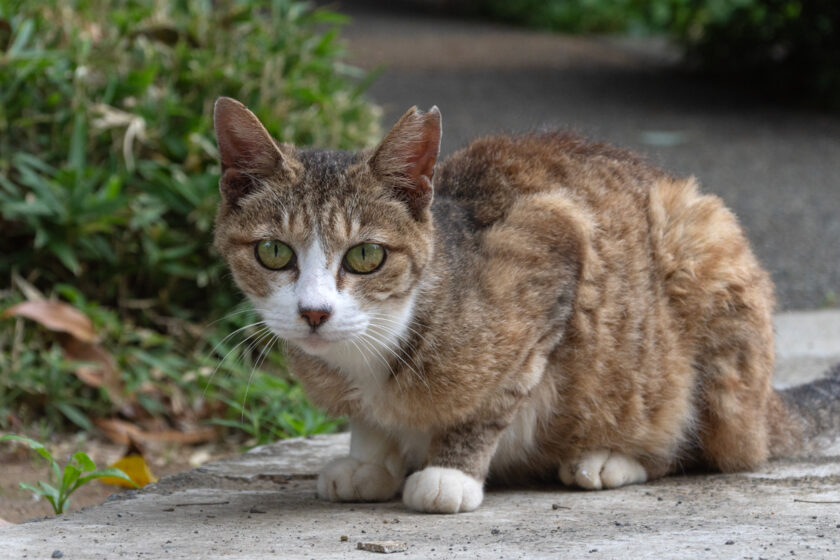 川崎市の猫