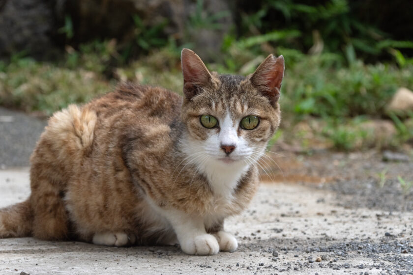 川崎市の猫