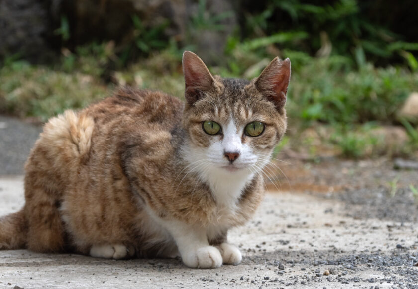 川崎市の猫