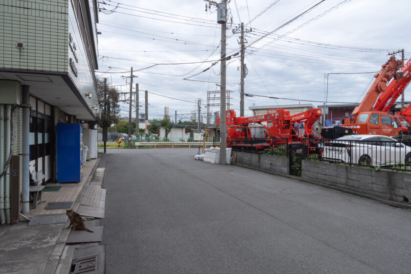 川崎市の猫