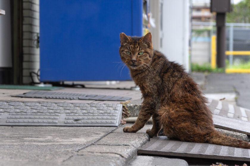 川崎市の猫