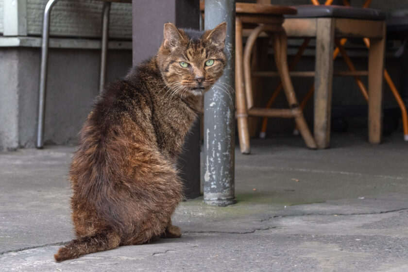 川崎市の猫