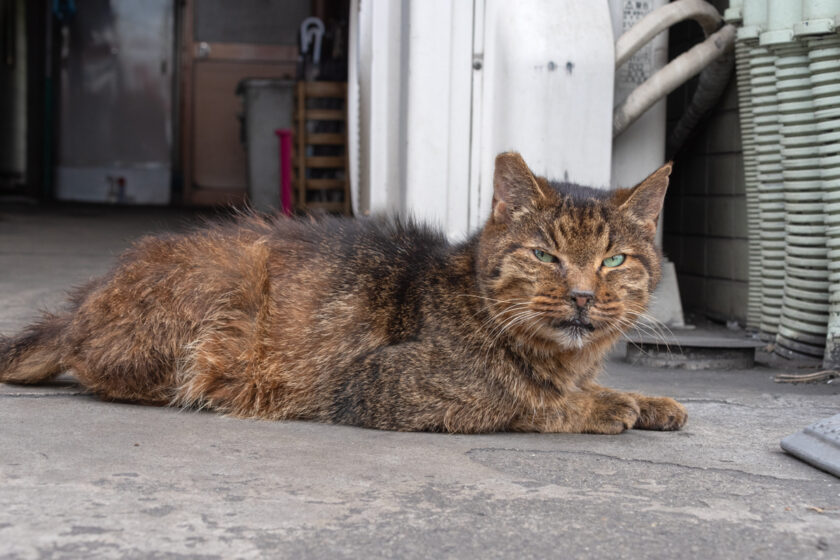 川崎市の猫