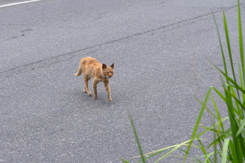 川崎市の猫