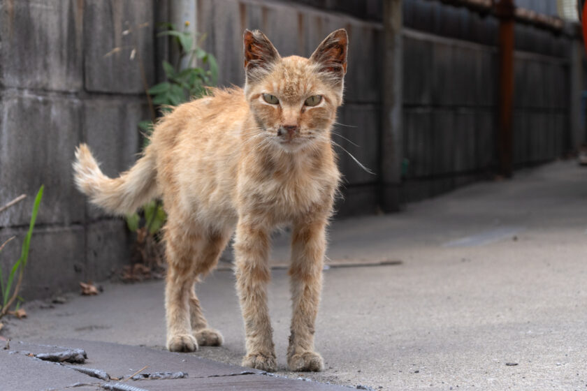 川崎市の猫