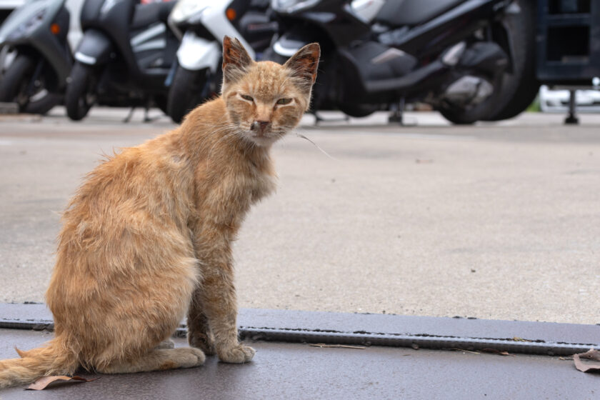 川崎市の猫