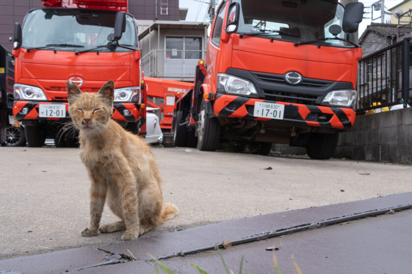 川崎市の猫