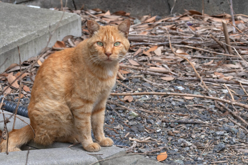 川崎市の猫