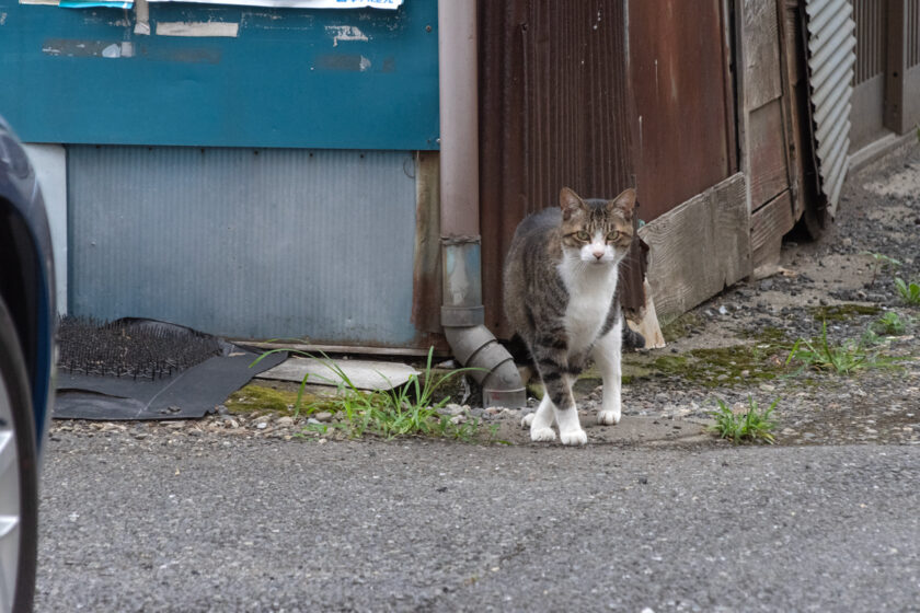 横浜市の猫