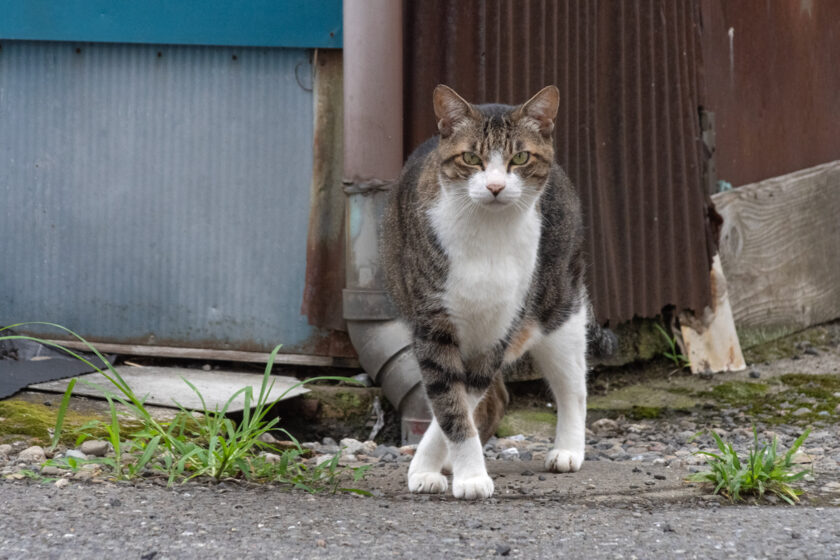 横浜市の猫