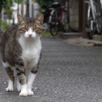 横浜市の猫