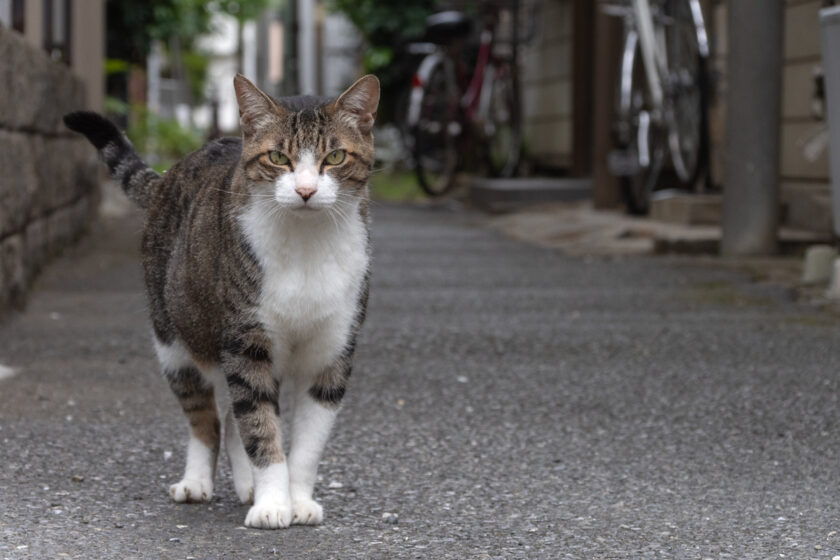 横浜市の猫