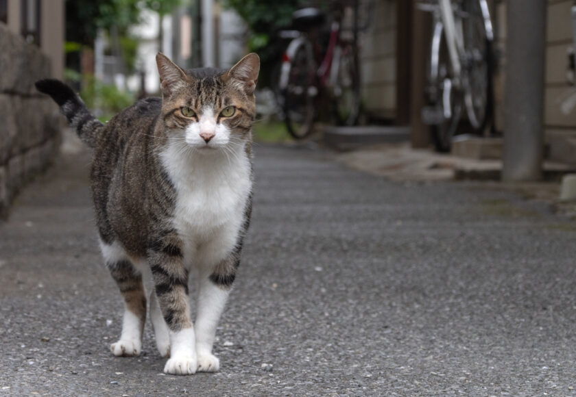 横浜市の猫