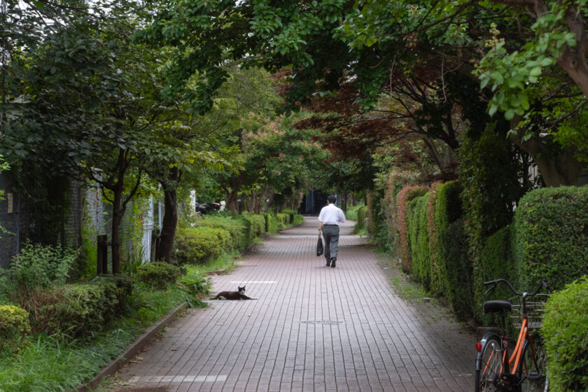 横浜市の猫