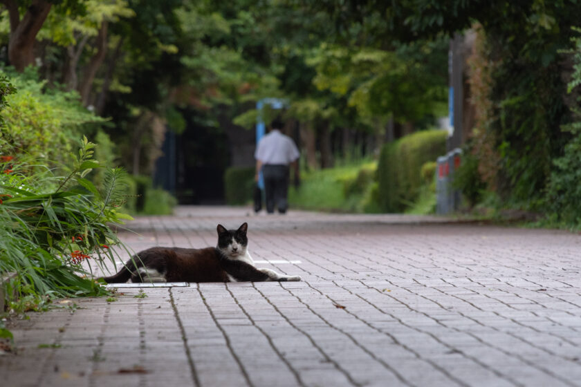 横浜市の猫