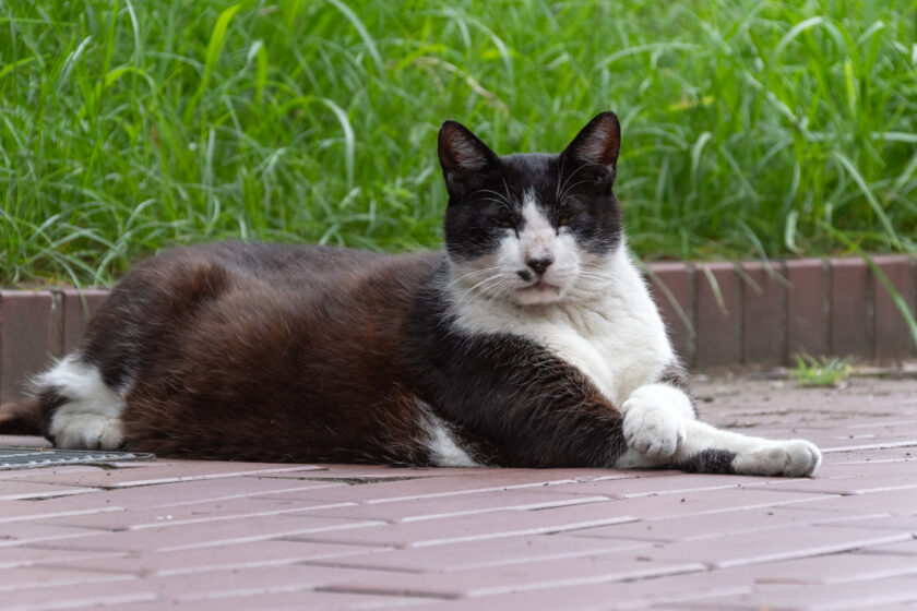 横浜市の猫