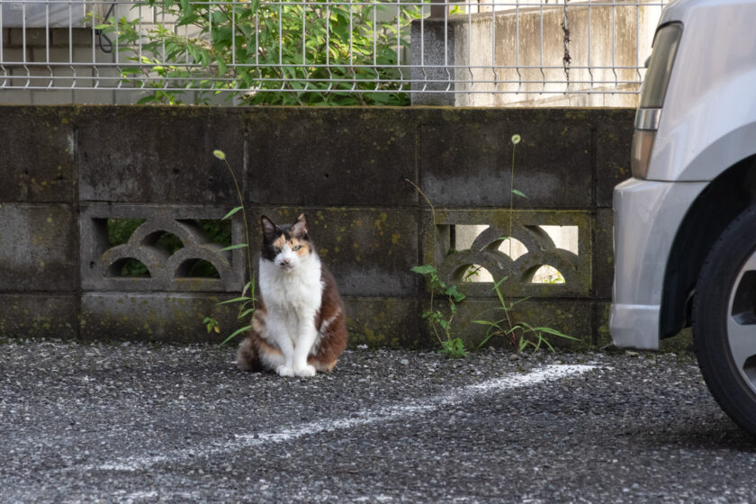 福生市の猫