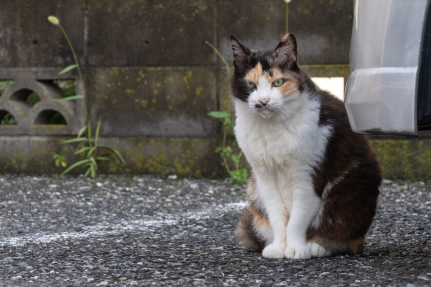 福生市の猫