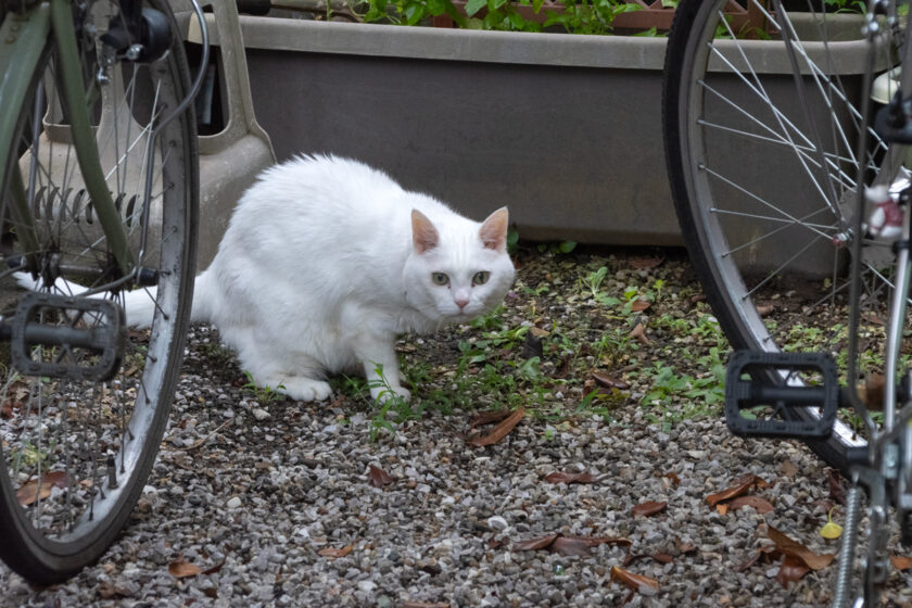 福生市の猫