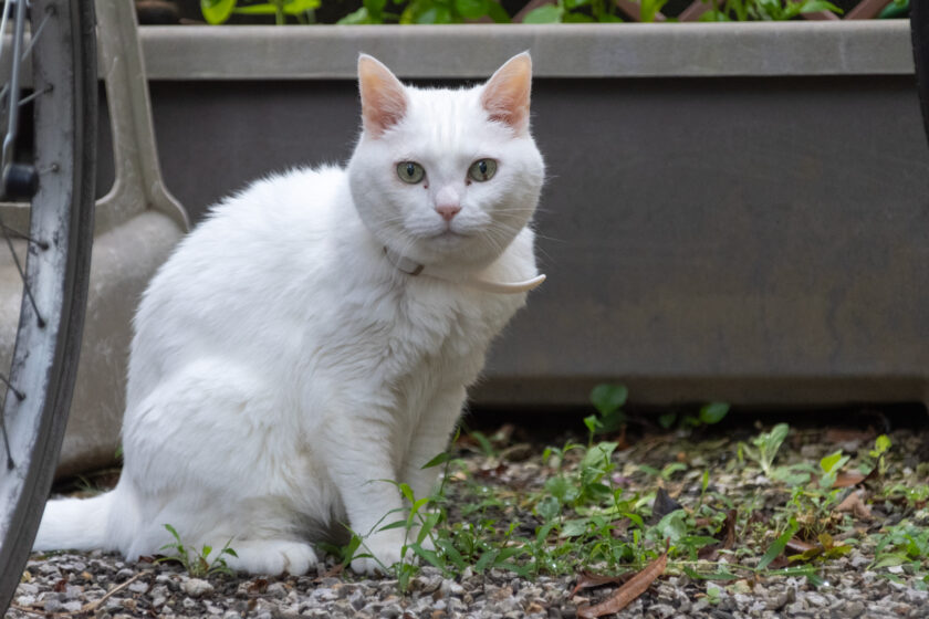 福生市の猫