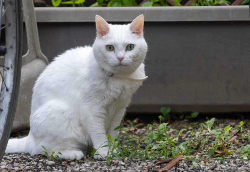 福生市の猫