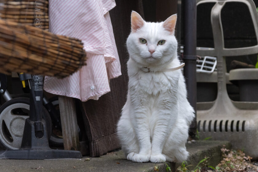 福生市の猫