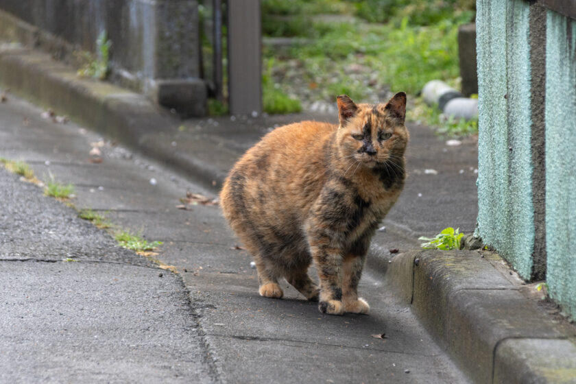 福生市の猫