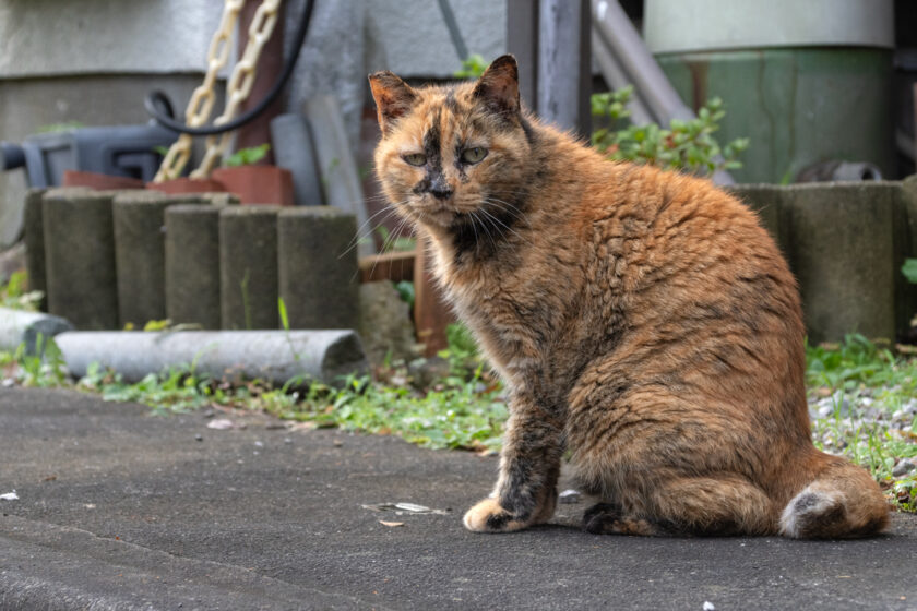 福生市の猫