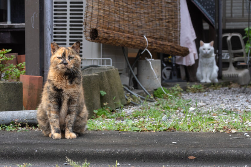 福生市の猫