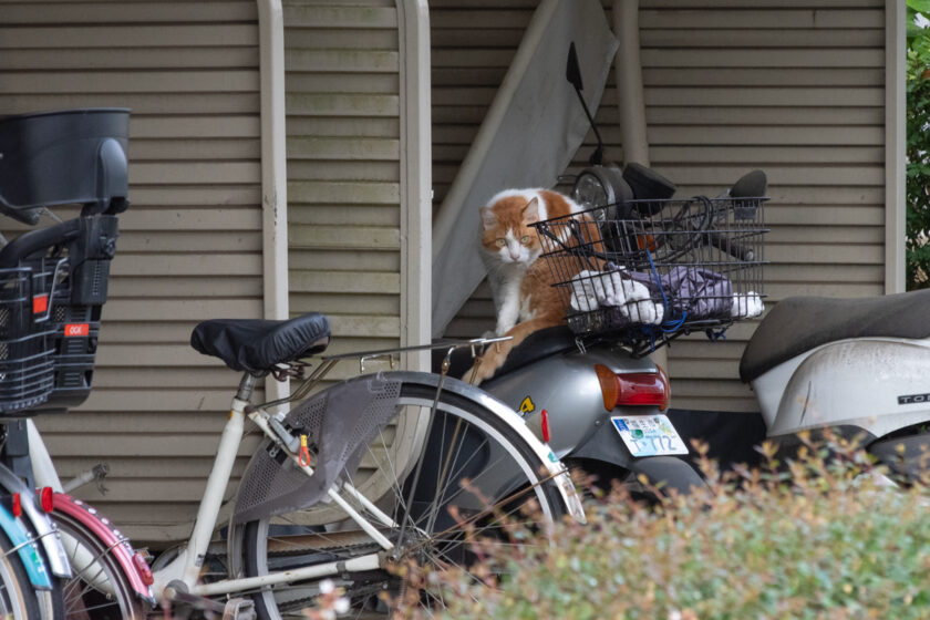 福生市の猫