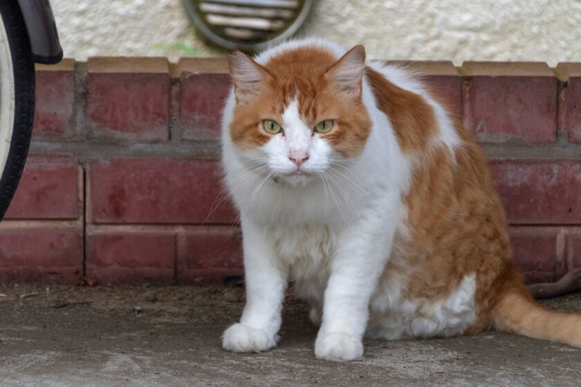 福生市の猫