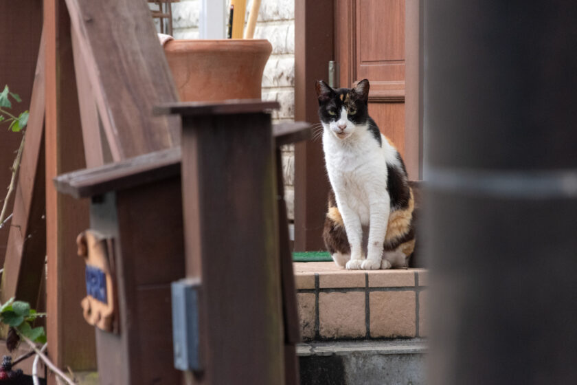 福生市の猫