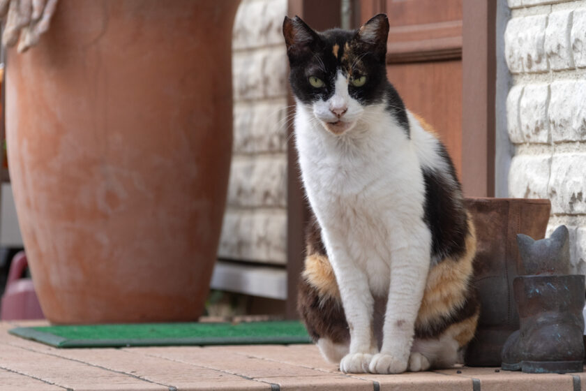 福生市の猫