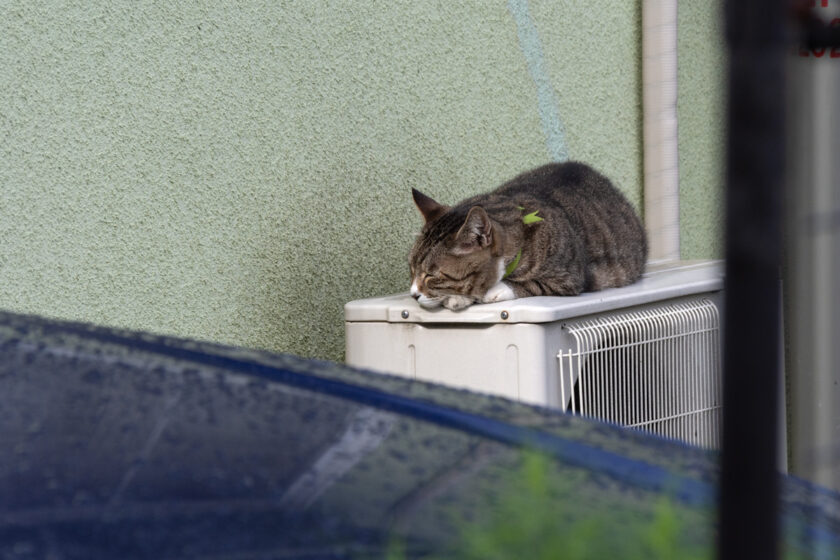 昭島市の猫