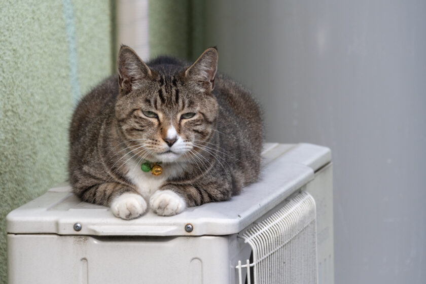 昭島市の猫