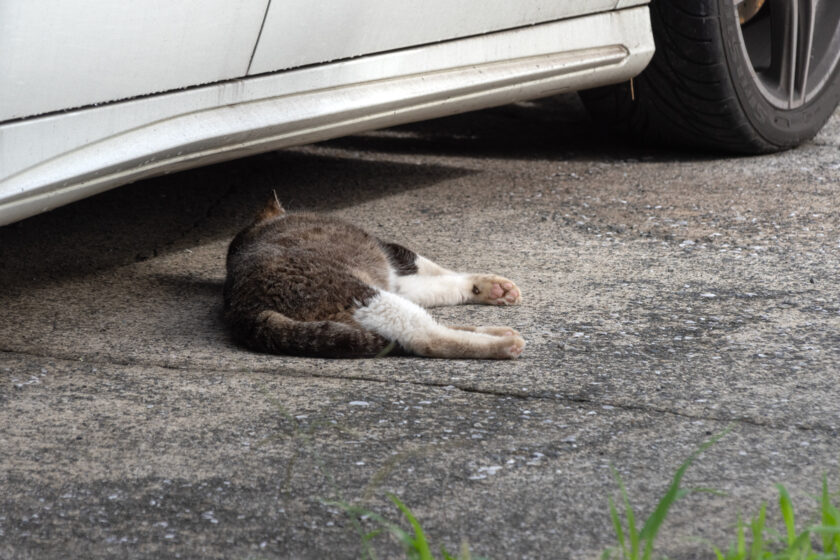 昭島市の猫