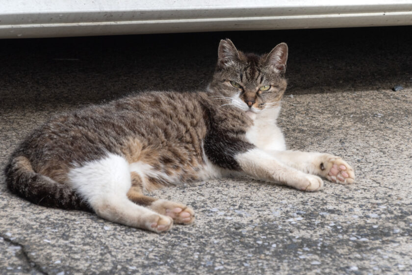 昭島市の猫