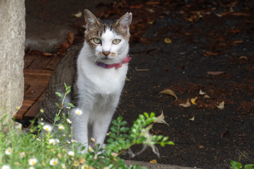 昭島市の猫