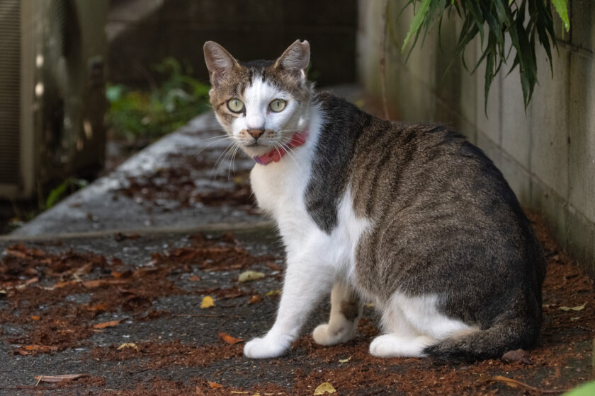 昭島市の猫