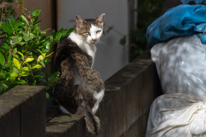 昭島市の猫