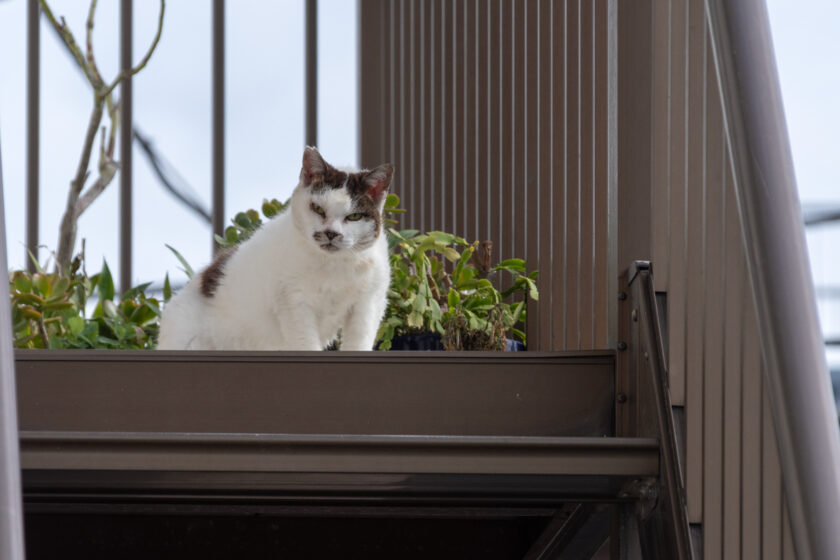 昭島市の猫