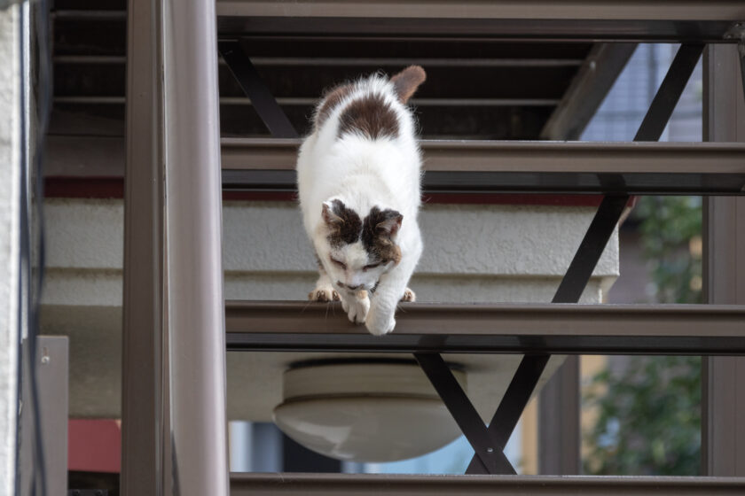 昭島市の猫